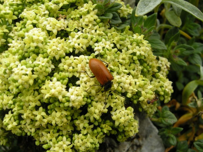 Galium magellense / Caglio della Majella